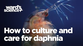 Caring and Culturing for Daphnia [upl. by Anaic308]