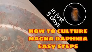 How to Culture Magna Daphnia Easily [upl. by Themis]