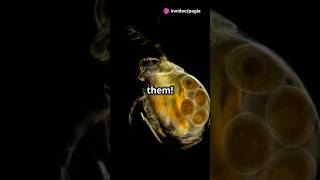 How to culture Daphnia for your Aquarium [upl. by Elsworth]