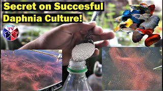 How to Culture Daphnia Successfully [upl. by Mariya744]