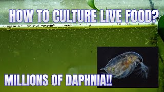 How to Culture Daphnia Secret Method to Breed MILLIONS  Simply Aquatic [upl. by Ibba]