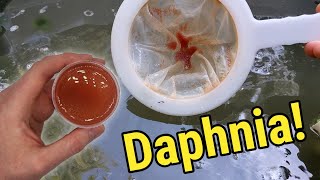 How I Culture Daphnia In Outdoor Tubs [upl. by Ocer]