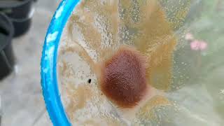 How to culture daphnia moina in a small container Part 1 English Subtitle [upl. by Kitarp]