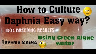 Daphnia MagnaHow to Culture Daphnia Easy wayCulturing Daphnia using Green water Daphnia [upl. by Jocelyne796]