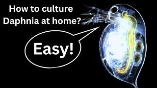 BEST Live Fish Food Beginner guide How to Culture Daphnia at home [upl. by Katrina566]