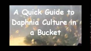 How to culture daphnia outside [upl. by Nyltak]