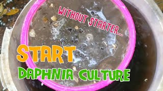 How to culture daphnia moina the easy way 1  Starting the Daphnia culture [upl. by Gnous]