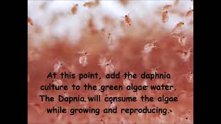 Daphnia  How to grow daphnia in your home [upl. by Ainattirb261]