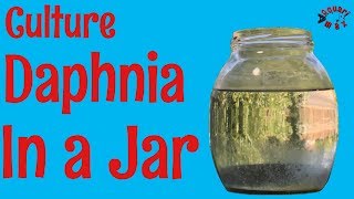 How to Culture Daphnia in a Jar [upl. by Nilyak]