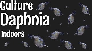 How to Culture Daphnia [upl. by Ymas993]