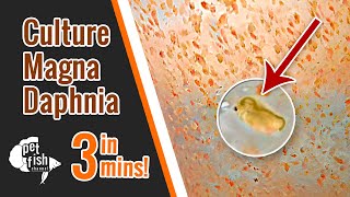 How to culture DAPHNIA MAGNA  The easy way [upl. by Nikaniki910]