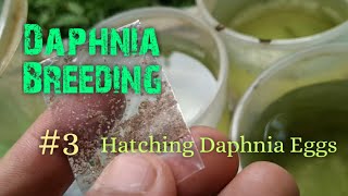 Daphnia Culture made simple and easy 3  Hatching Daphnia eggs [upl. by Ikin]