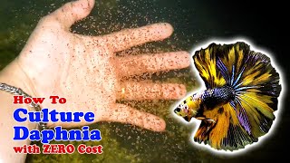 How to Culture Daphnia with ZERO Cost  Unlimited Live Food For Our Fish [upl. by Einyaj]