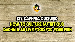 DIY Daphnia Culture How to Culture Nutritious Daphnia as Live Food for Your Fish [upl. by Idroj]