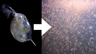 How I Culture Daphnia [upl. by Ahsaenat]