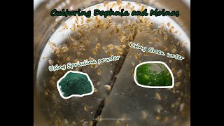 How To Culture Daphnia and Moinas using Green Water Spirulina powder [upl. by Cymbre]