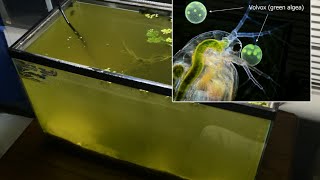 Raising Daphnia for the Freshwater Aquarium [upl. by Ived]