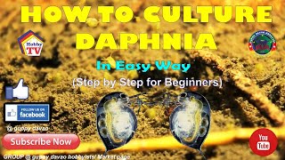 HOW TO CULTURE DAPHNIA In Easy Way [upl. by Yliah]